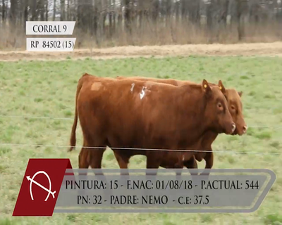 Lote TOROS ANGUS PURO CONTROLADO "LA BARRANCOSA"