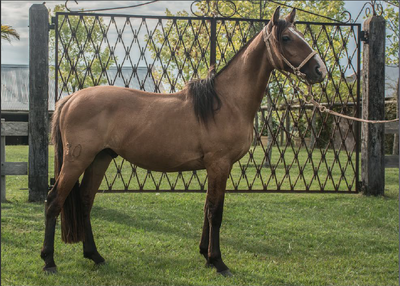 Lote TOBOGAN 90