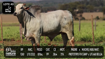 Lote LOTE 40