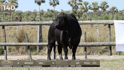 Lote LOTE 140
