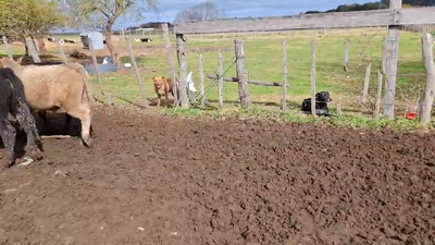 Lote Lote 5