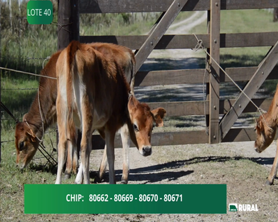 Lote TERNERAS JERSEY