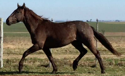 Lote TORMENTOSO LA INVERNADA
