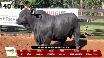 Lote LOTE 40