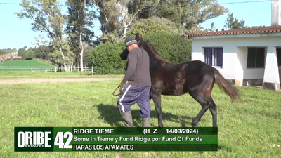 Lote Lote 42