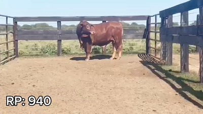 Lote TORO BRANGUS