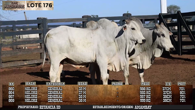 Lote LOTE 176