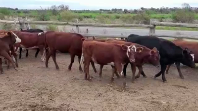 Lote (Vendido)12 Terneras ANGUS 215kg -  en CARMELO