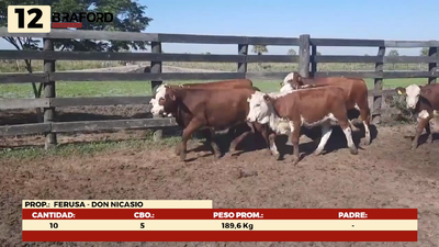 Lote LOTE 12