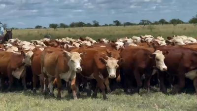 Lote 120 Novillitos