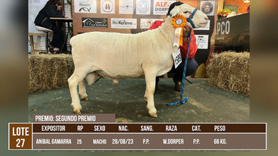 Lote LOTE 27