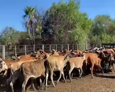 Lote 95 Terneras en Pto. Eva Perón, Chaco