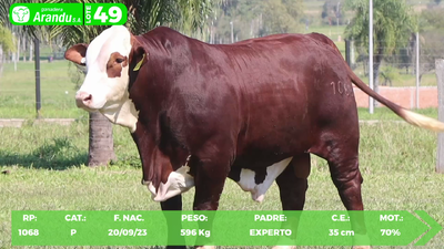 Lote LOTE 49
