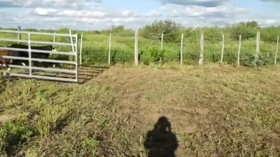 Lote 110 Terneros/as en Monte Quemado, Santiago del Estero