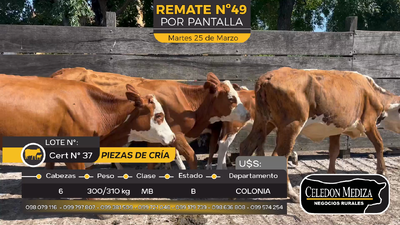 Lote 6 Piezas de cría en Paso Antolín, Colonia