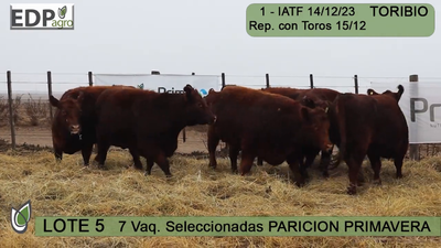 Lote 7 VAQUILLONAS COLORADAS SELECCIONADAS PARICIÓN PRIMAVERA don pedro y la Rosa