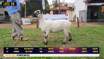Lote LOTE 24