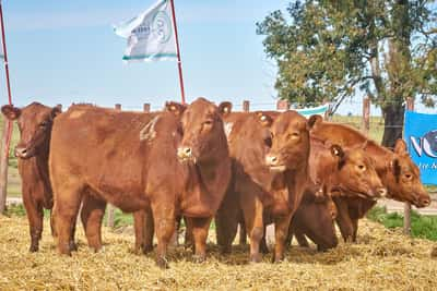 Lote "TRES MOLINOS"  Vaquillas MAS Preñadas