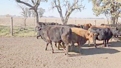 Lote 23 Vacas CUT preñadas en Gral. Belgrano, Buenos Aires