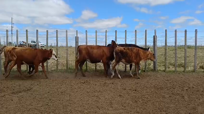 Lote TERNERAS