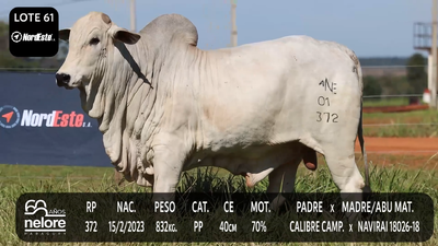 Lote LOTE 61