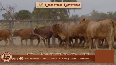 Lote VAQUILLAS