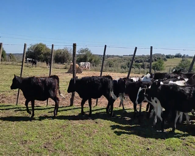Lote (Vendido)16 Mixto 7 AA X HO,  3 HE X HO,  5 HO,  1 JE X NO 102kg - , Colonia