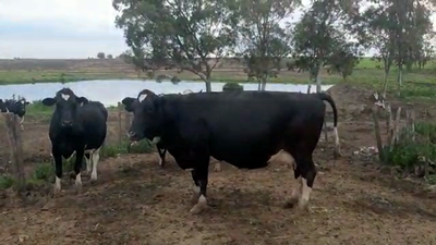 Lote (Vendido)4 Vacas de Invernada HOLANDO 600kg - , San José