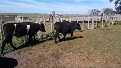 Lote 6 Novillos Angus Hereford y Cruzas en San Gregorio
