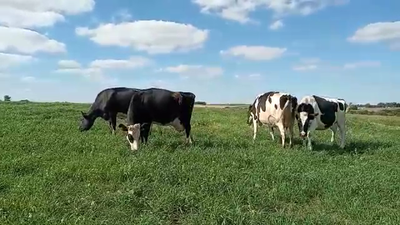 Lote 4 Vaca HOLANDO 500kg - , San José