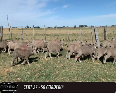 Lote 50 Corderos Corriedale x Finish 28kg -  en CUCHILLA DEL PERDIDO