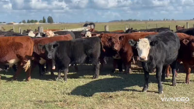 Lote 45 Terneros/as