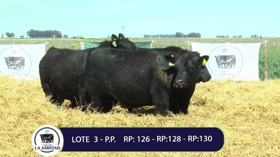 Lote TOROS PURO PEDIGREE