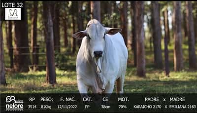 Lote LOTE 32