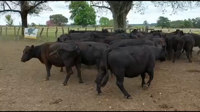 Lote 31 Vacas de invernar en Entre Ríos, Entre Ríos