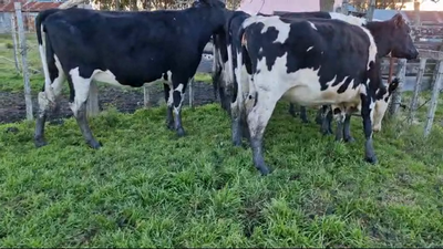 Lote 5 Vacas y vaquillonas Proximas Holando 550kg -  en Rodriguez