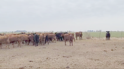 Lote 123 Terneras en TRES ALGARROBOZ, Buenos Aires