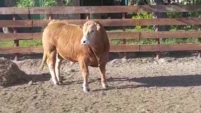 Lote TORO PI