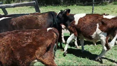 Lote 12 Terneros Holando en Libertad