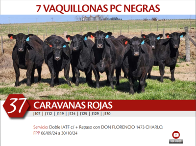 Lote 7 VAQ NEGRAS PC CARAVANAS ROJAS