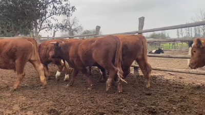 Lote 30 Novillo Engorda en Melipilla, Región Metropolitana