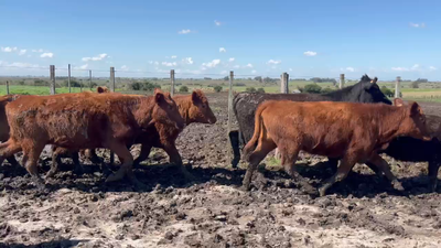 Lote 64 Vaquillonas 1 a 2 años en Castellanos, Canelones