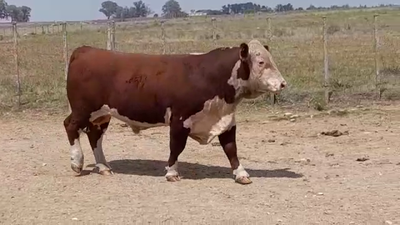 Lote TORO PO