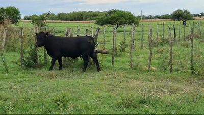 Lote TORO