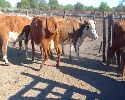 Lote 54 Vacas de invernar en La Paz, Entre Ríos