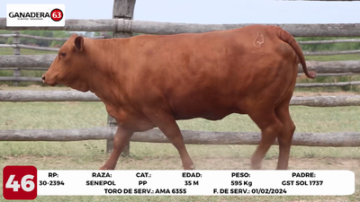 Lote LOTE 46