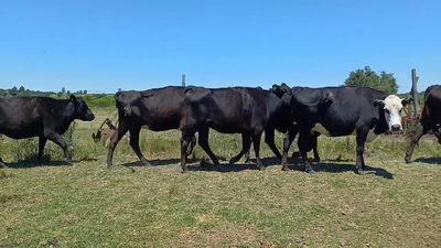 Lote VACAS DE INVERNADA
