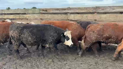 Lote 20 Novillo Gordo en Los Ángeles, VIII Región Biobío