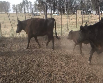 Lote 25 Vacas nuevas C/ cria en Villarino, Buenos Aires