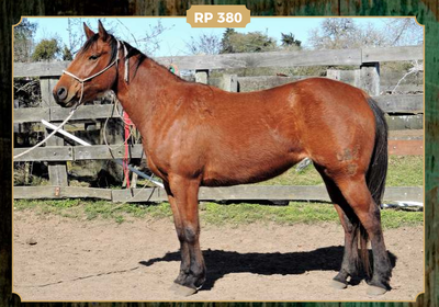Lote STOLI ENCENDIDA LORENCITA